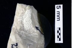 Foto (Detailansicht) von Decapoda indet. (NHMW-GEO-1990-0041-0279)